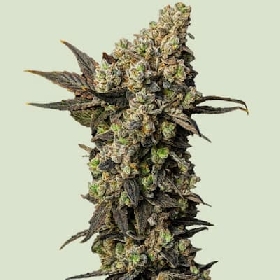 Astro Lemonade F1 > Royal Queen Seeds